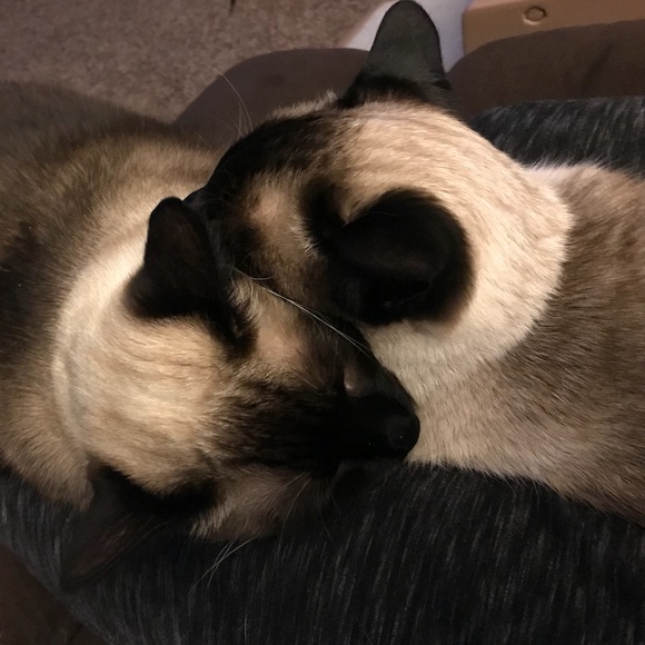 Meet your Posher, Bess - Picture 1 of 1